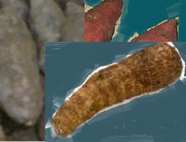 Yams, Sweet Potatoes, and Taro from Harvest 
Surya Prakash, Jerome Sautret, and the CDC, modified by cew(me)/Wikimedia Commons - Attribution-Share Alike 3.0, GNU Free Documentation, Public Domain